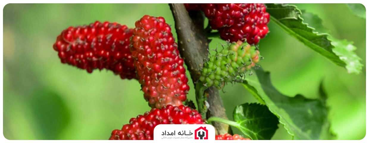 بررسی 11 روش از بین بردن بوی بد مایکروفر