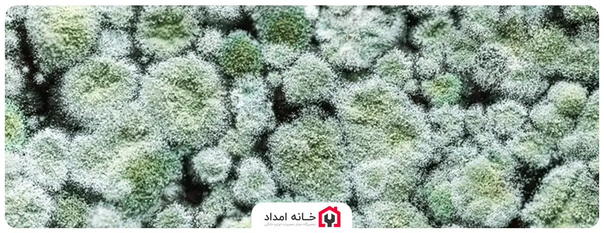 رشد باکتری و کپک